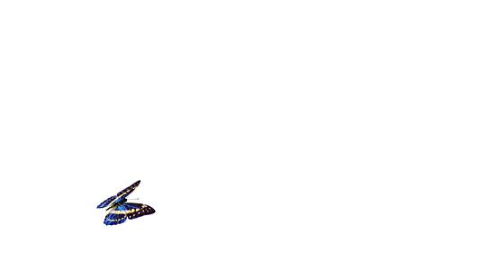 蝴蝶在白色背景上飞行和降落有阿尔法频道视频的预览图