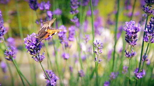 蝴蝶和蜜蜂收集花粉视频的预览图