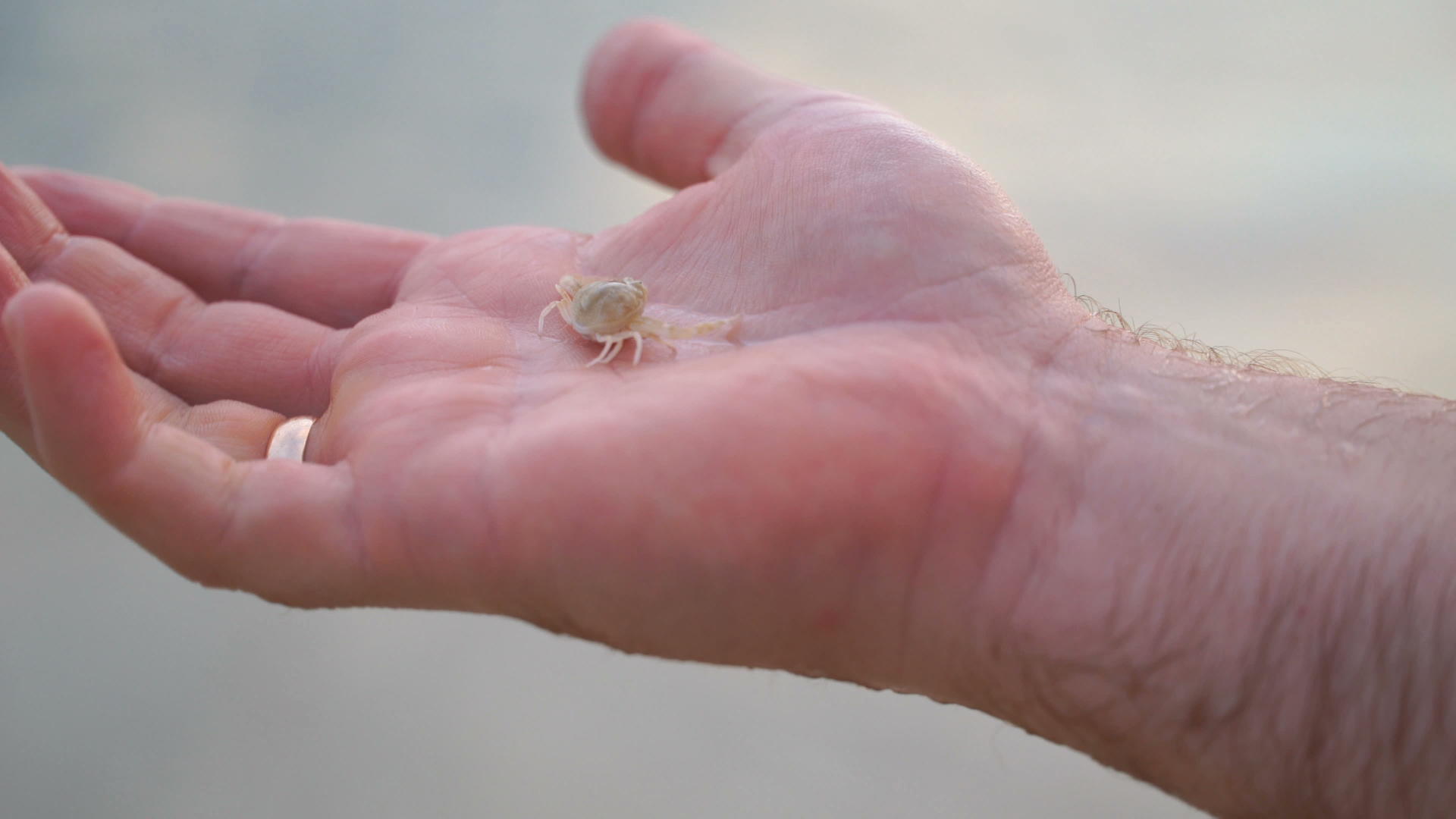 在海洋的背景下人类手里拿着一只小螃蟹视频的预览图