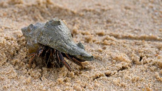 海滩上的贝壳里有寄生蟹野生动物更舒适视频的预览图