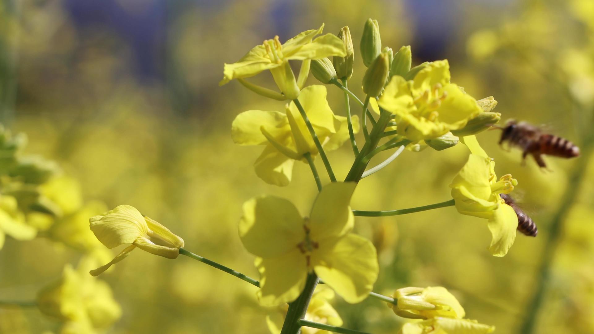 4K油菜花和蜜蜂实拍视频视频的预览图