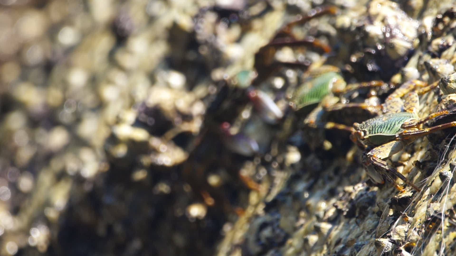 石缝板上的海蟹视频的预览图