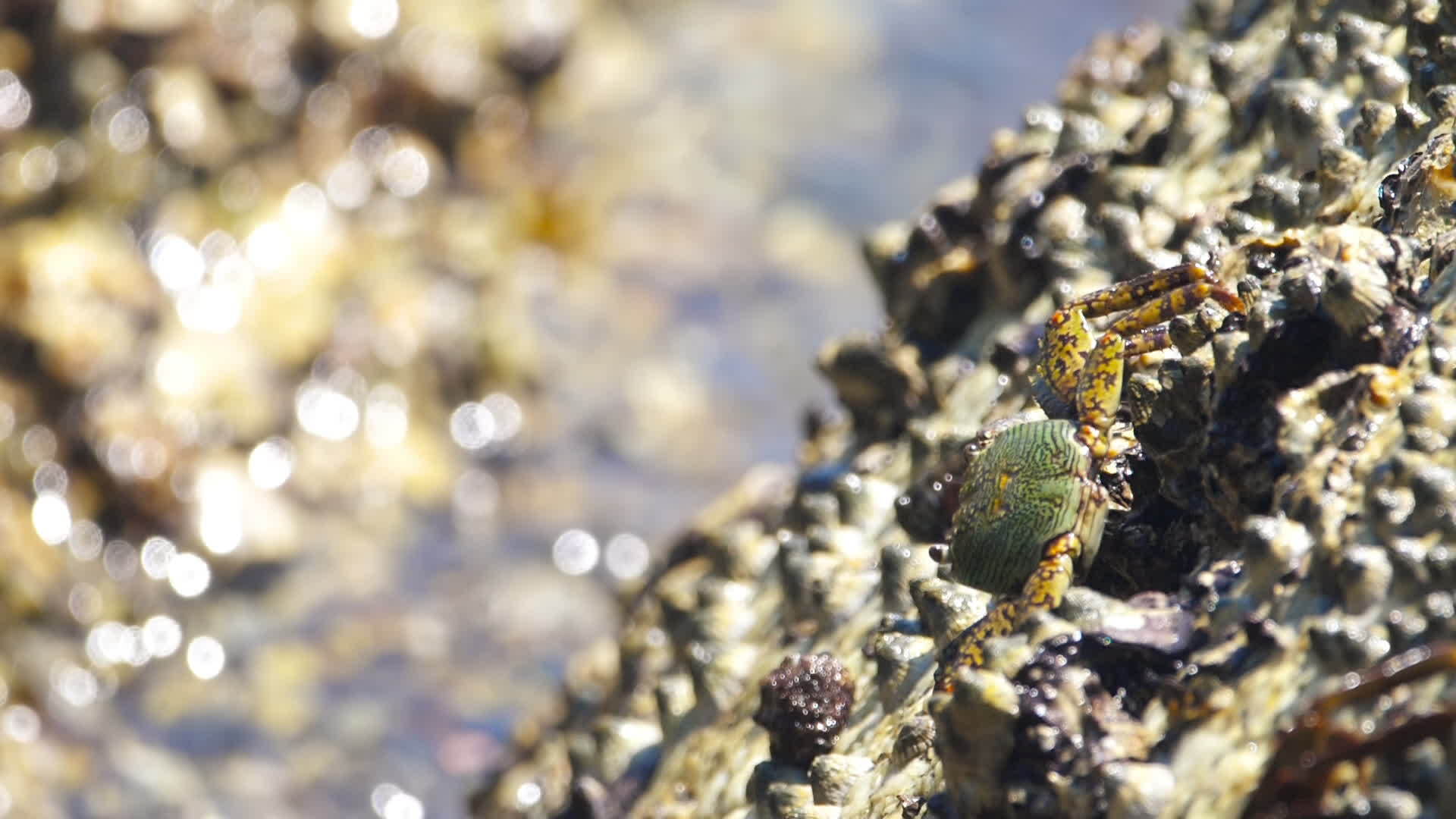石头上的螃蟹在阳光下烤着视频的预览图