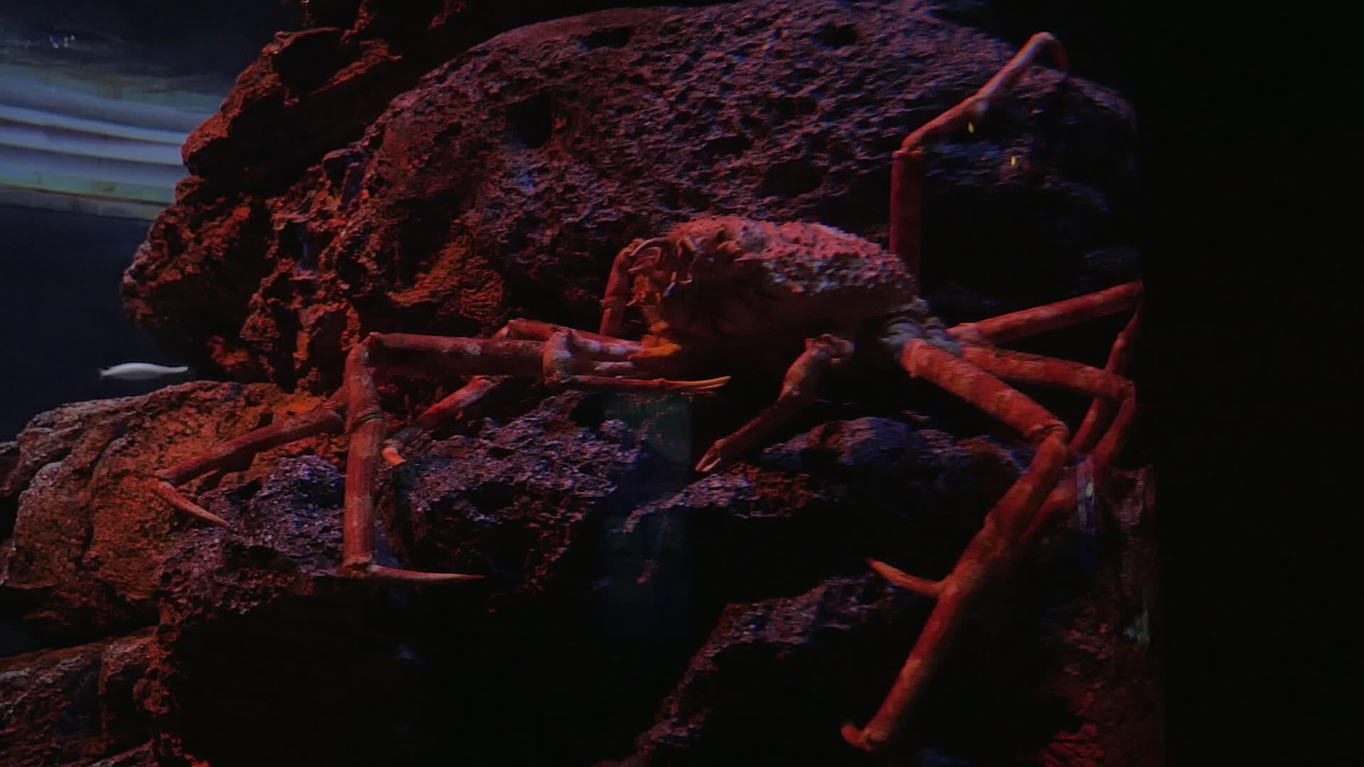 水族馆里的蜘蛛蟹视频的预览图