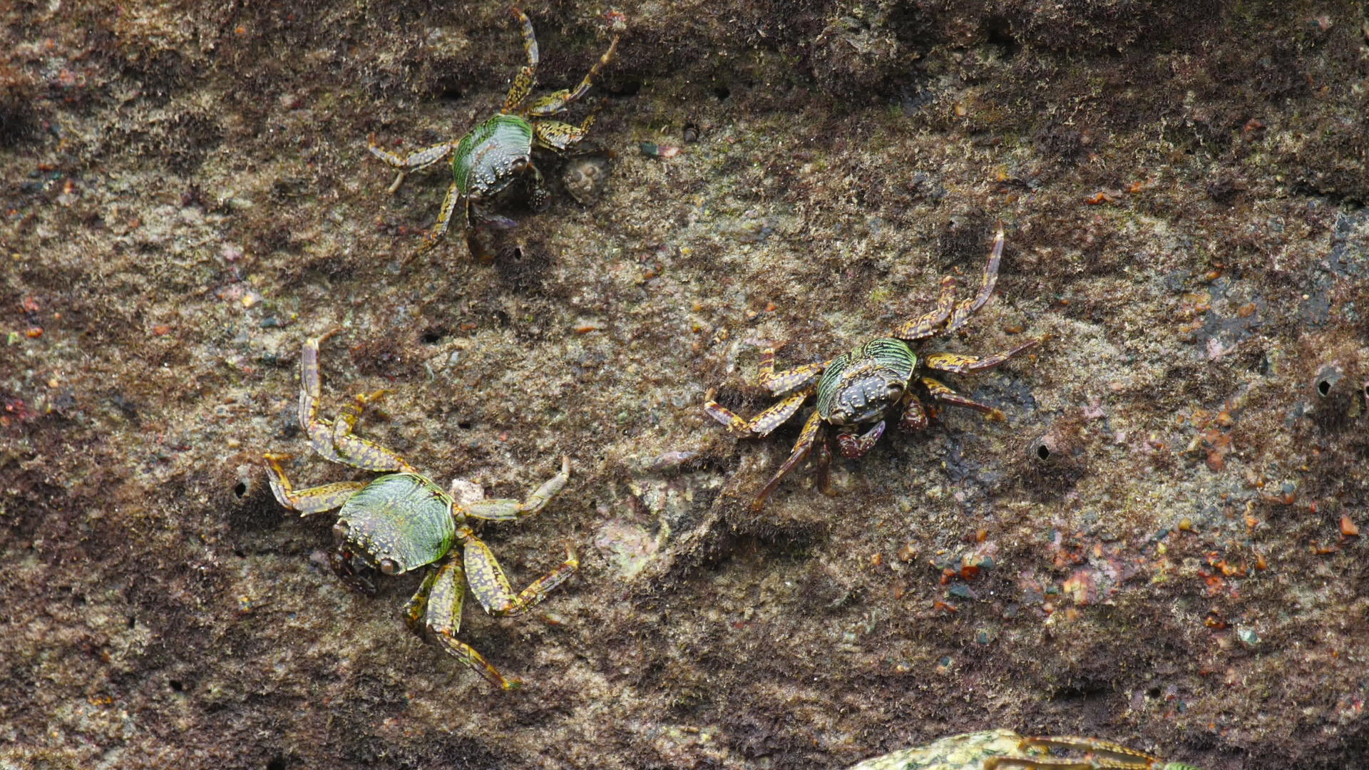 岩石上的螃蟹在海滩上视频的预览图