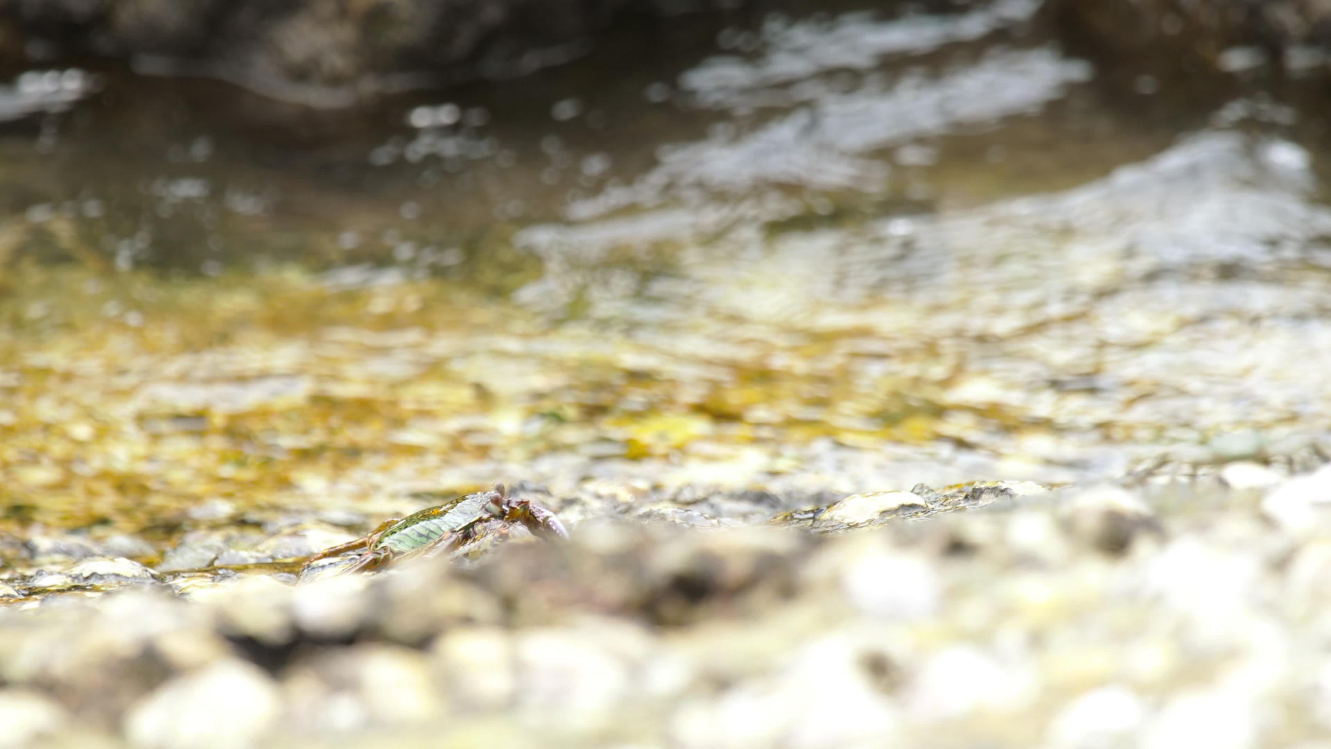 岩石上的螃蟹在海滩上视频的预览图