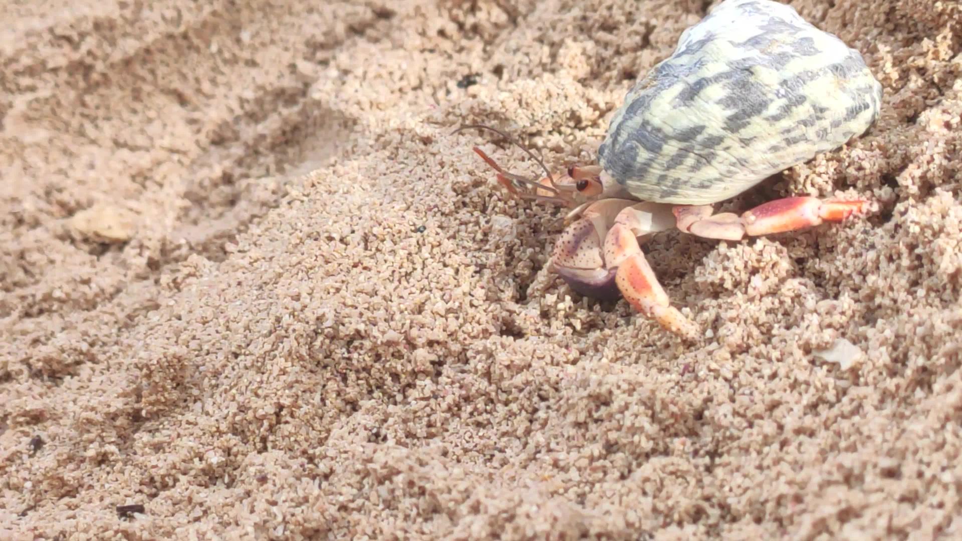 沙子上的寄居蟹2视频的预览图