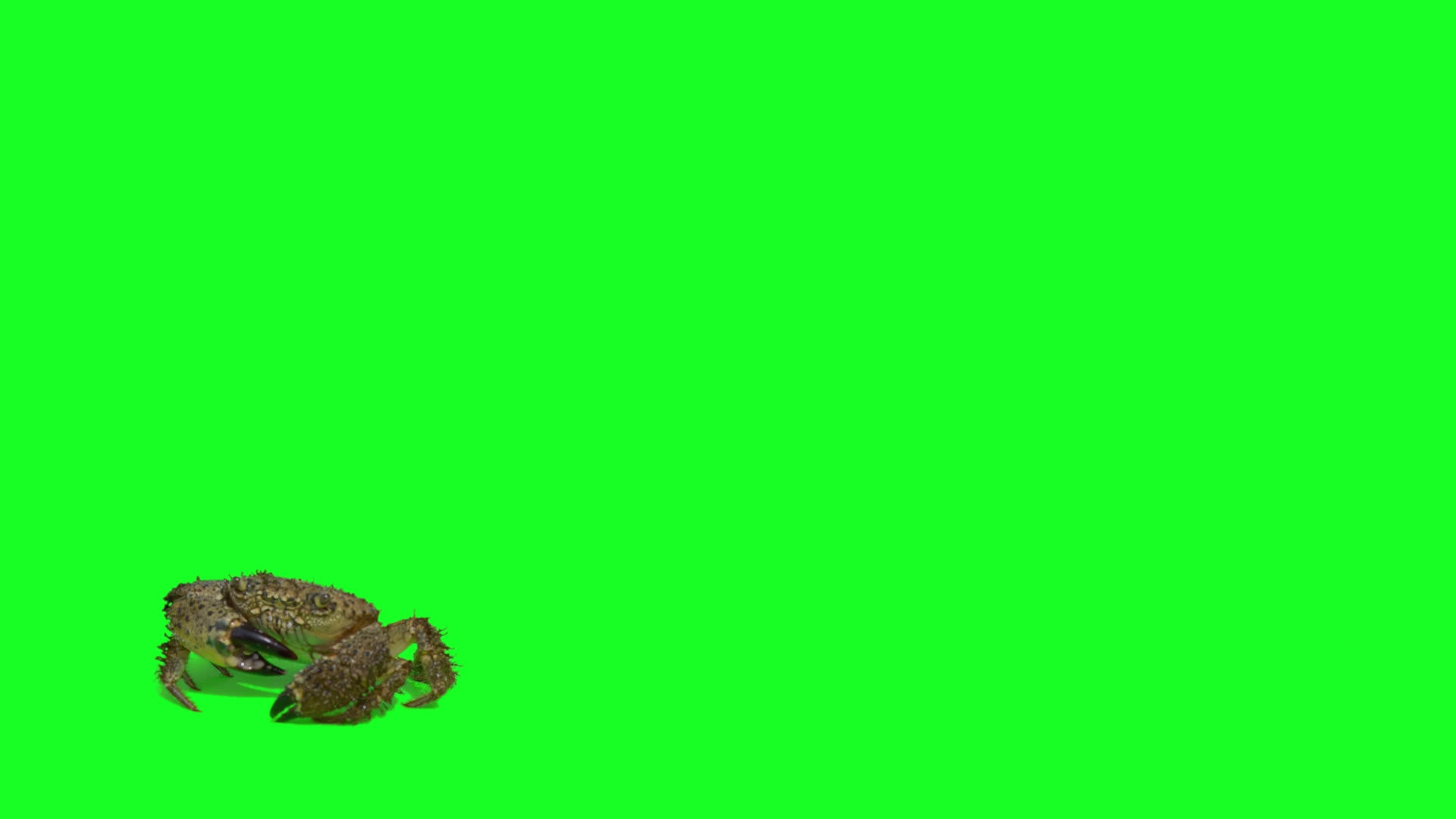 真正的螃蟹在绿色的屏幕上视频的预览图