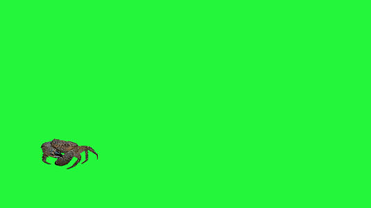 真正的螃蟹在绿屏上1视频的预览图