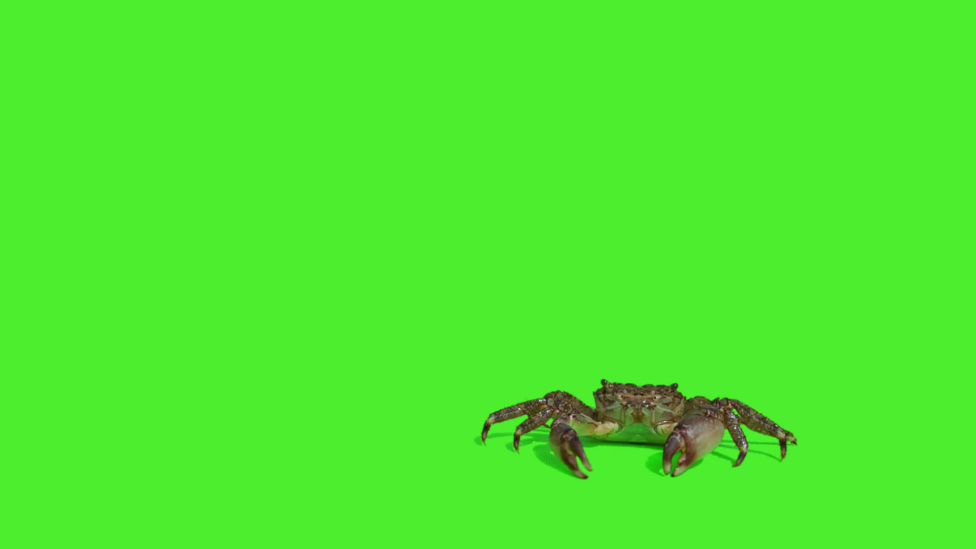 绿屏上有两只真正的螃蟹视频的预览图