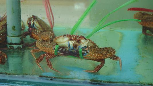 螃蟹和超市的铁皮一起生活在水中视频的预览图