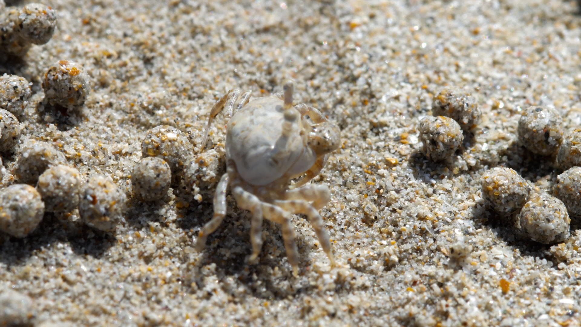 沙泡蟹缝合视频的预览图