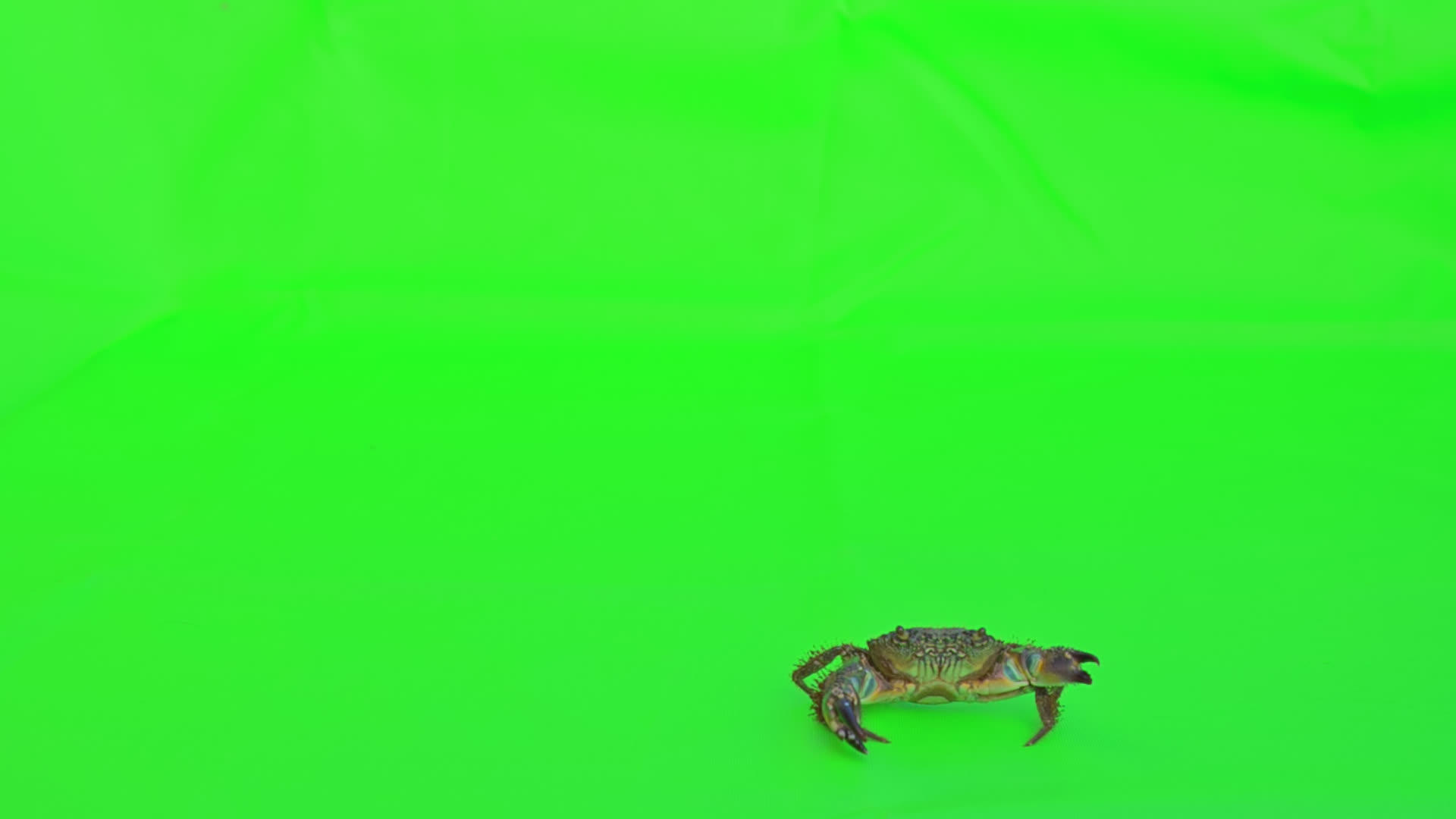 真正的螃蟹隔离区视频的预览图