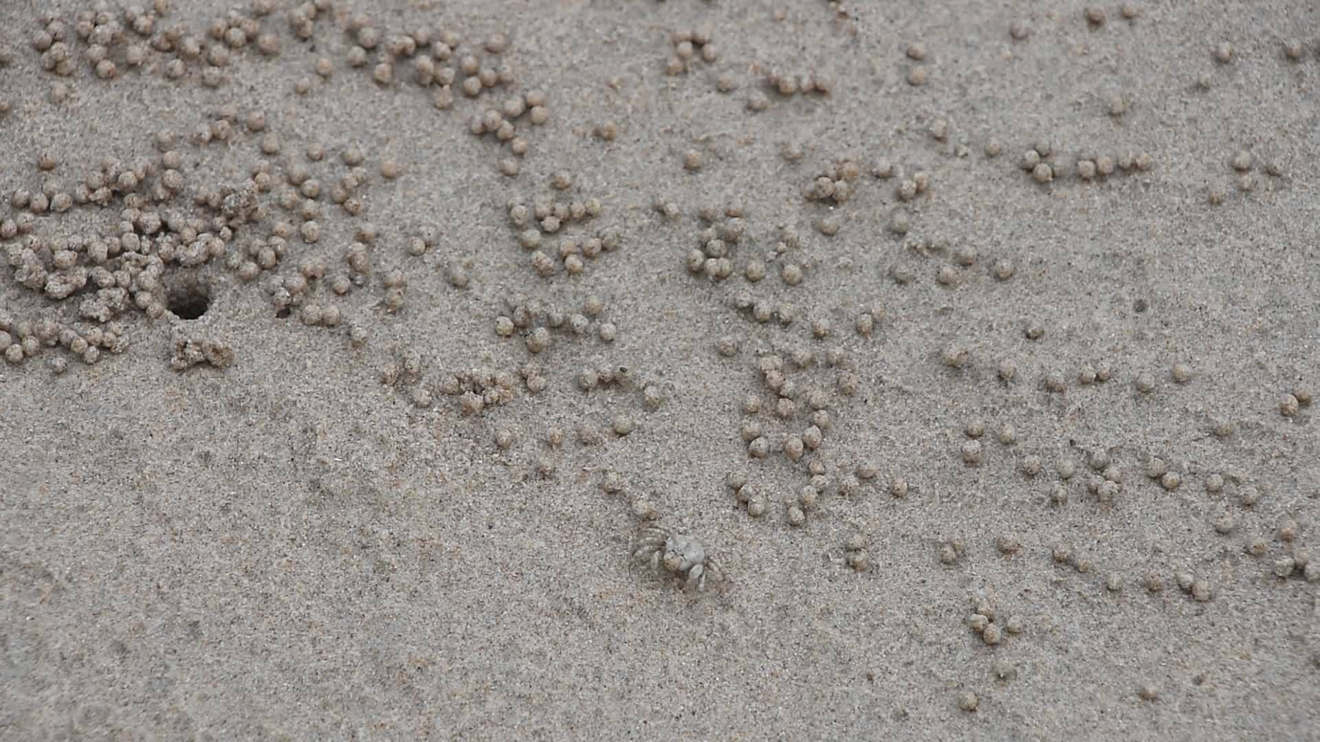 小沙泡蟹和颗粒视频的预览图