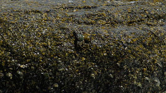 海滩上岩石上的螃蟹和鳄鱼视频的预览图