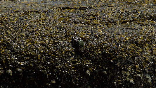 海滩上岩石上的螃蟹和鳄鱼视频的预览图