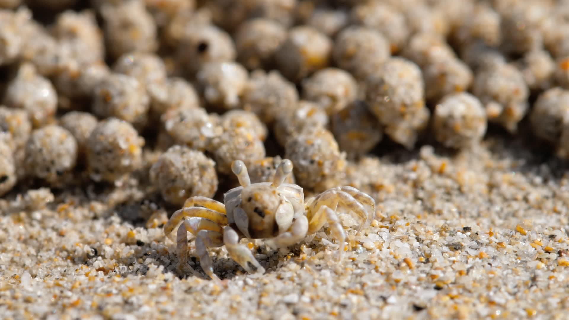 沙泡蟹缝合视频的预览图
