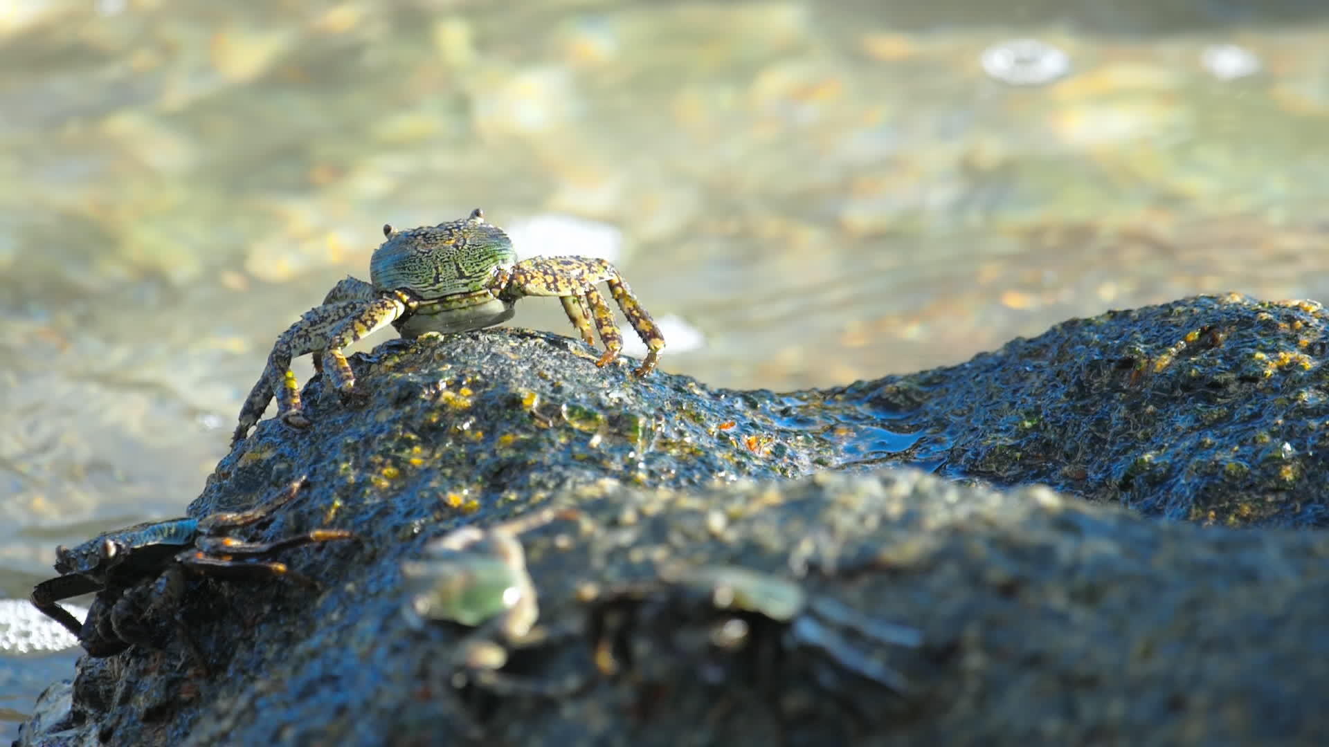 岩石上的螃蟹视频的预览图