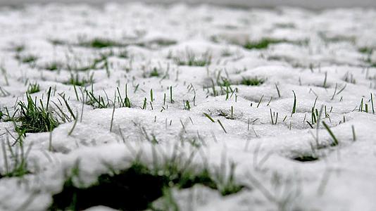 雪融雪和春绿草的多利大炮视频的预览图
