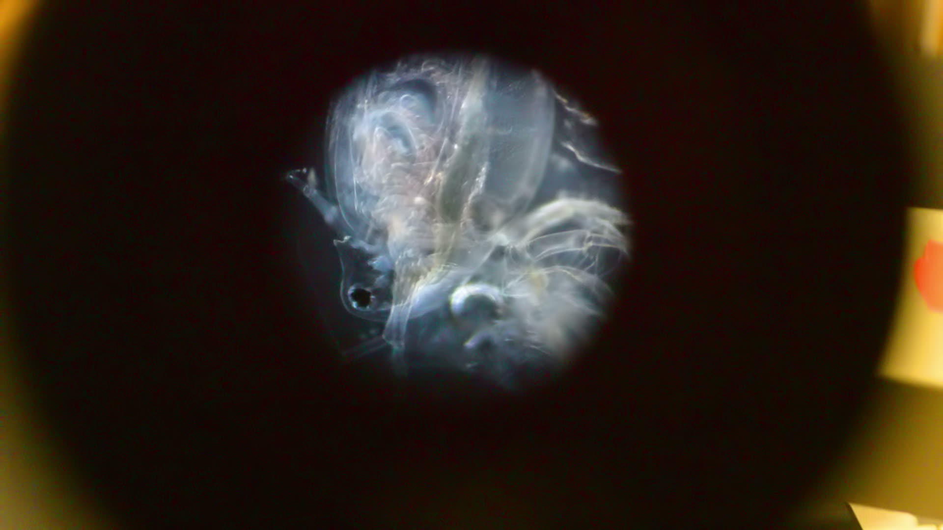 微型甲壳类视频的预览图