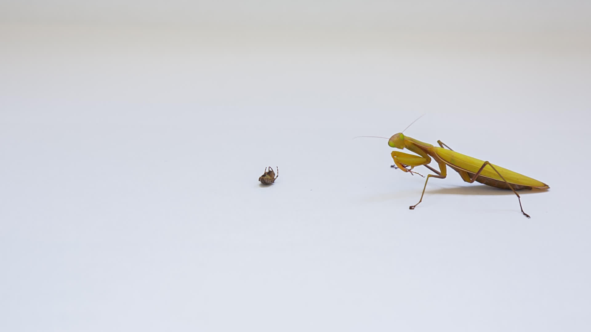在白色背景上孤立地祈祷蚂蚁视频的预览图