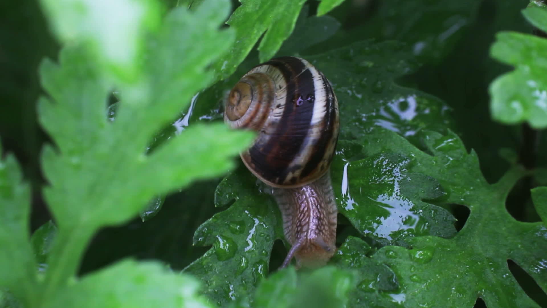 园里的蜗牛视频的预览图