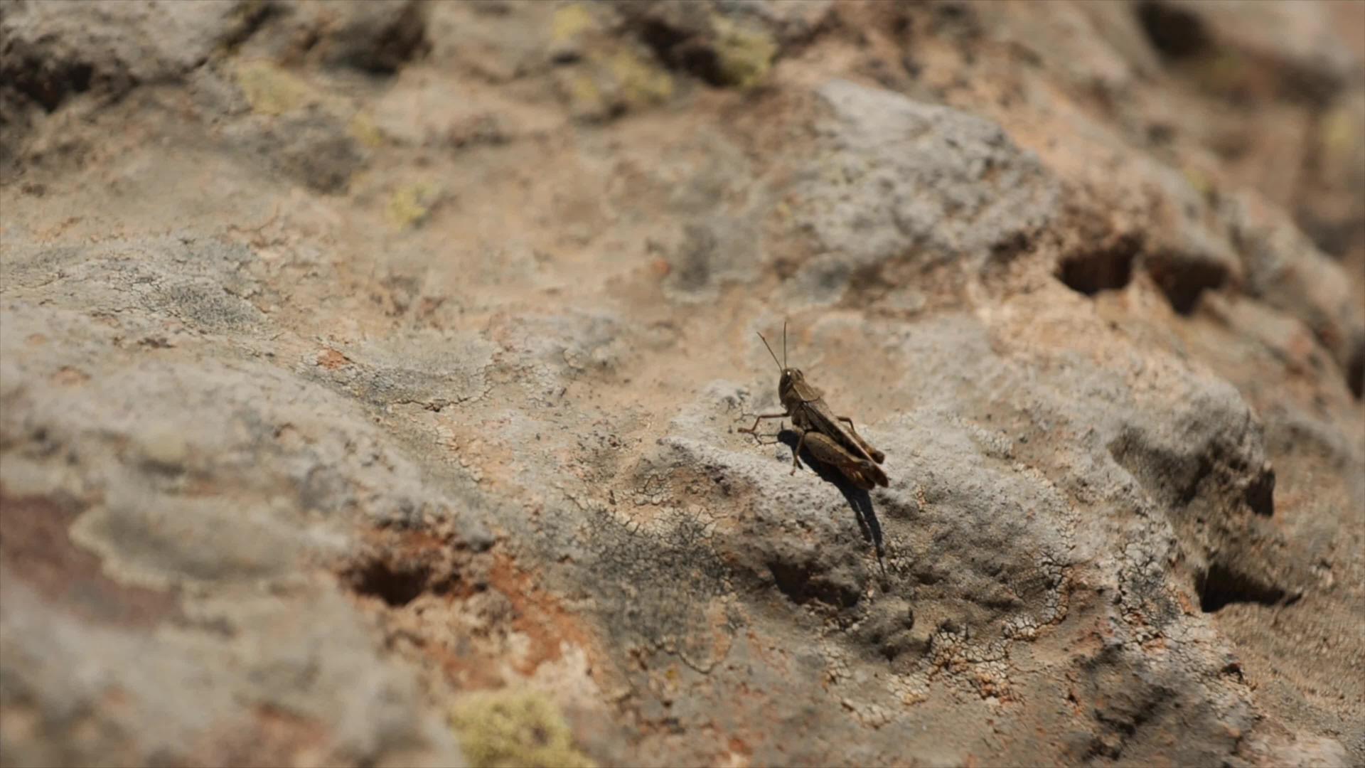 板球昆虫在岩石上缓慢地跳动视频的预览图