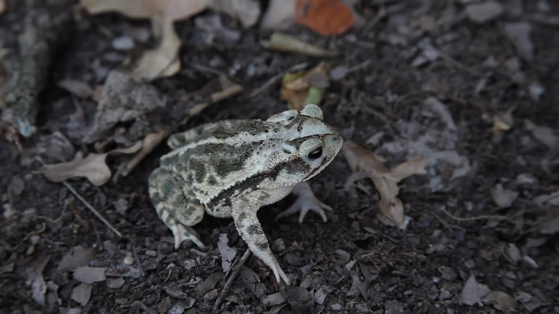 叶子上的青蛙视频的预览图