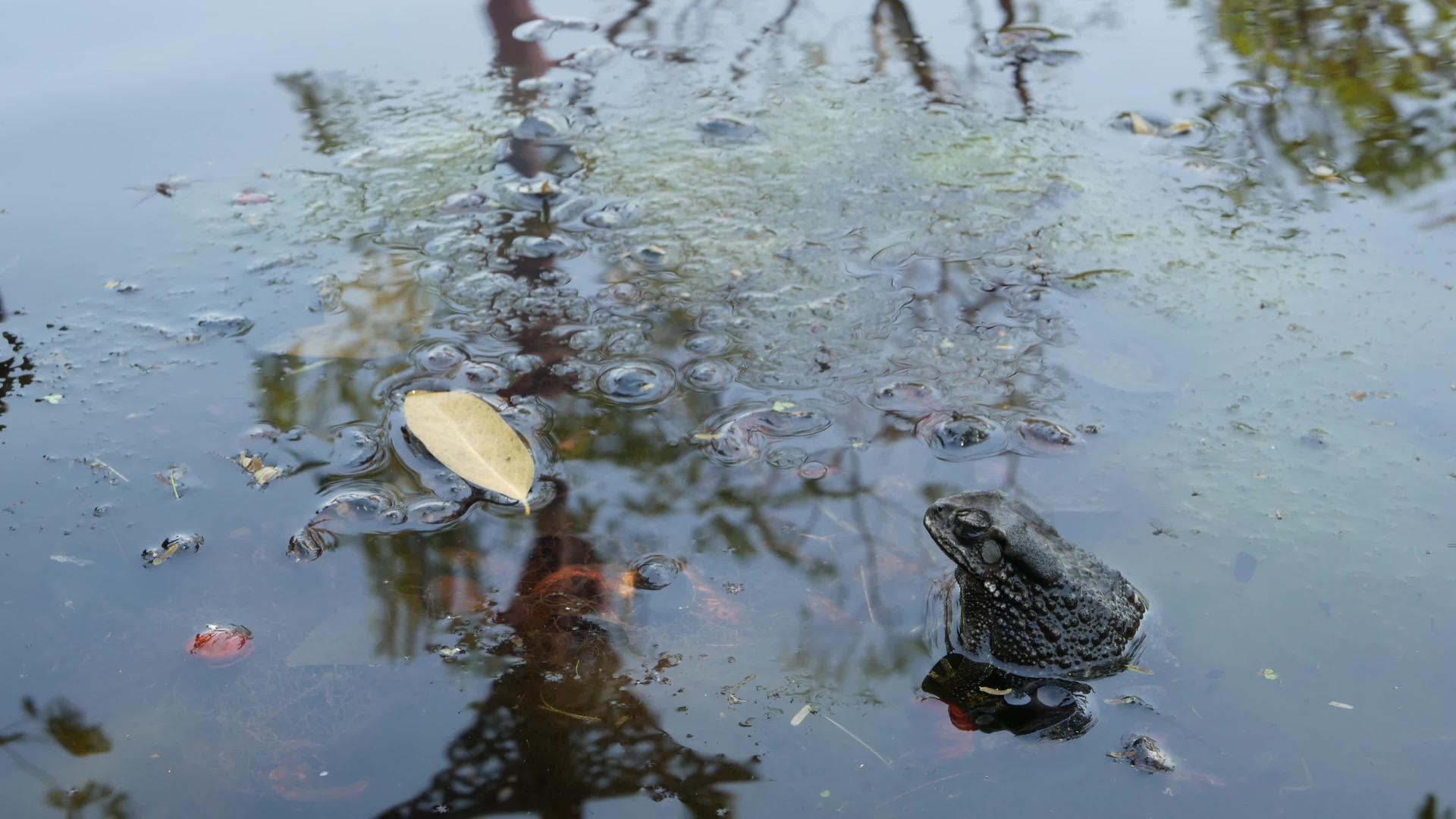 青蛙坐在宁静的池塘里小蛤蜊坐在宁静的池塘里视频的预览图