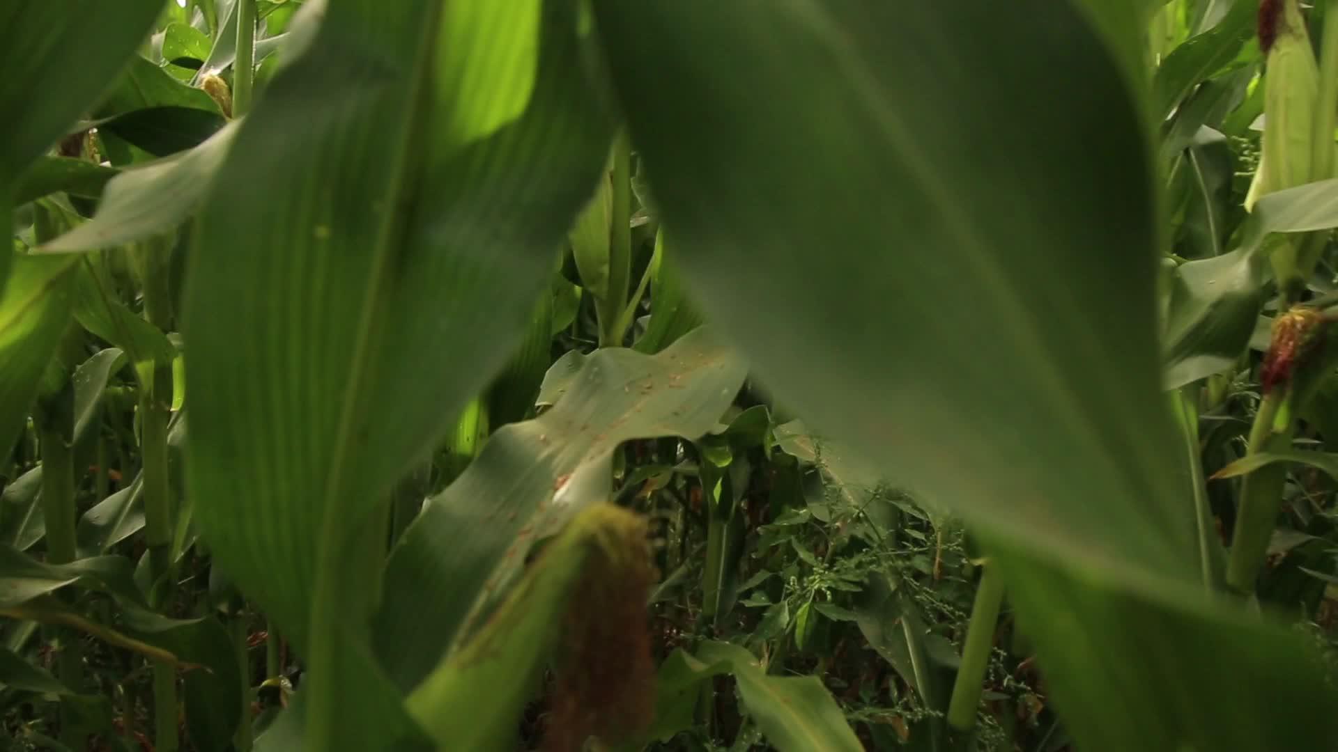 年轻的农民走在玉米田里视频的预览图