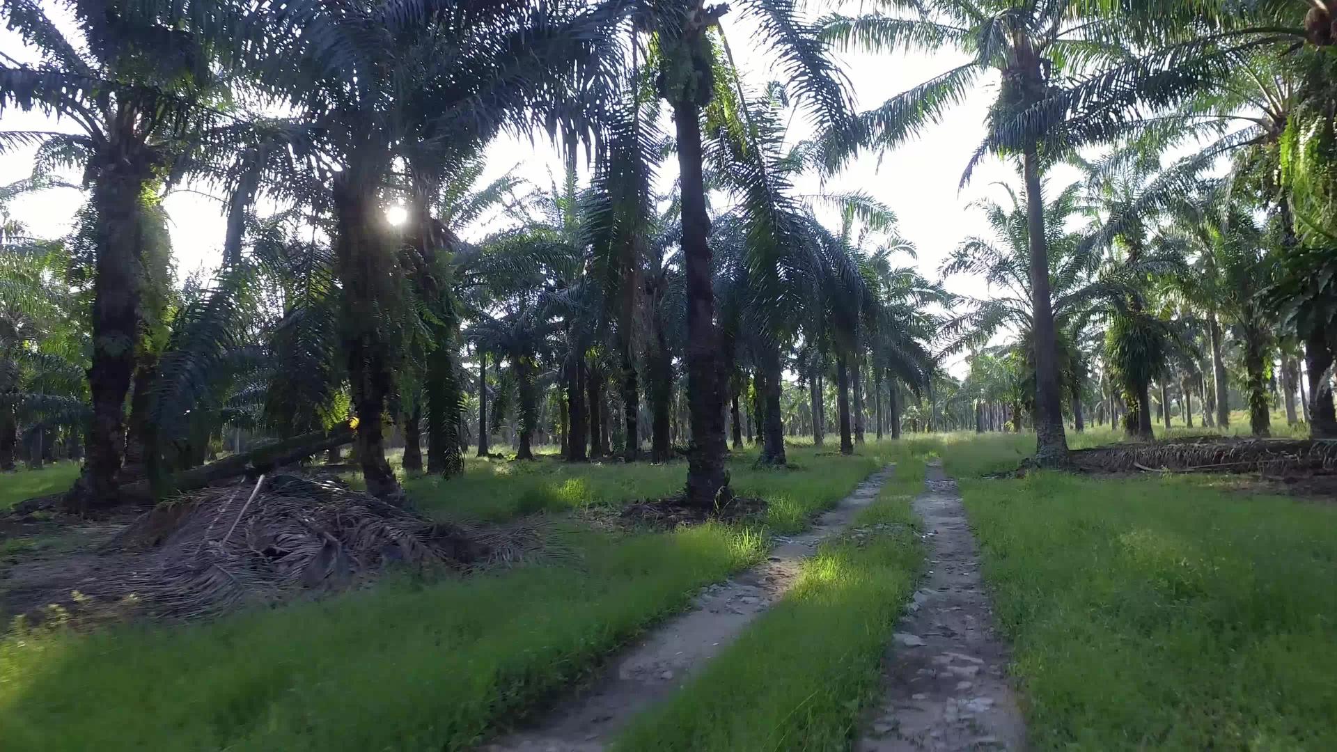 清晨有一条路通往油棕榈种植园视频的预览图