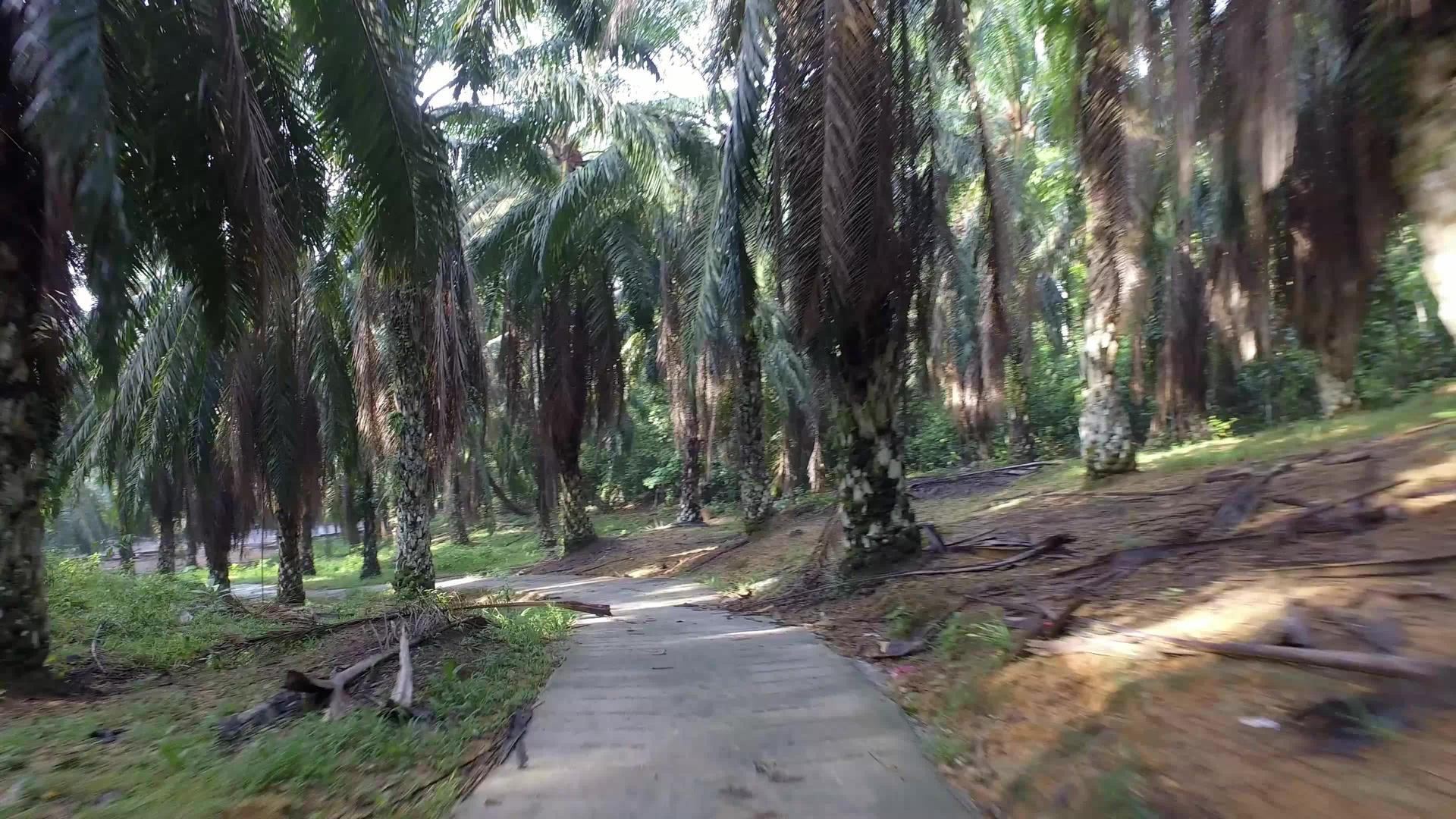 随着油棕榈树的倒塌道路结束了视频的预览图