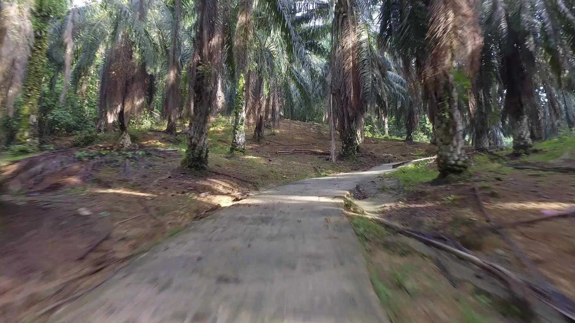 油棕榈种植在山上视频的预览图
