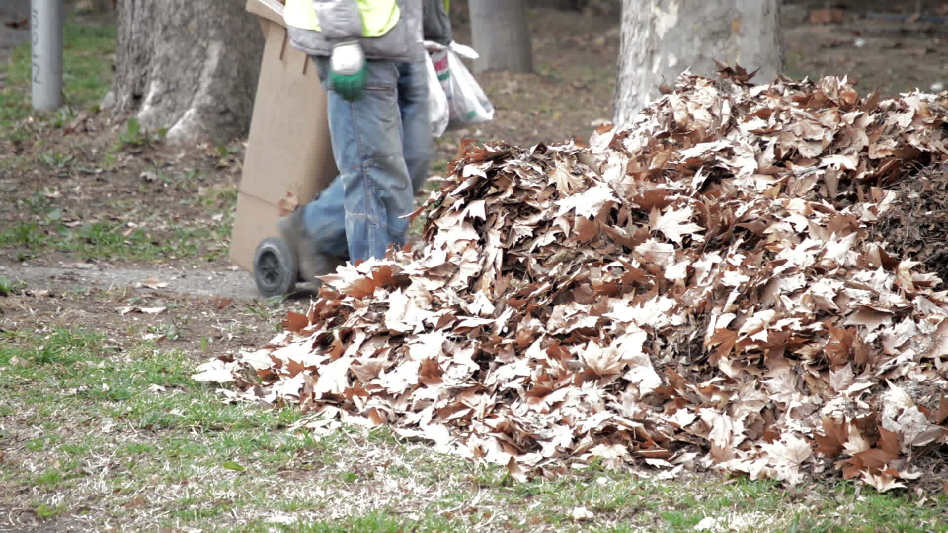 垃圾工清理秋叶堆的叶子视频的预览图