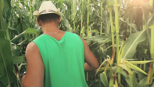 一个年轻的农民穿过玉米田视频的预览图
