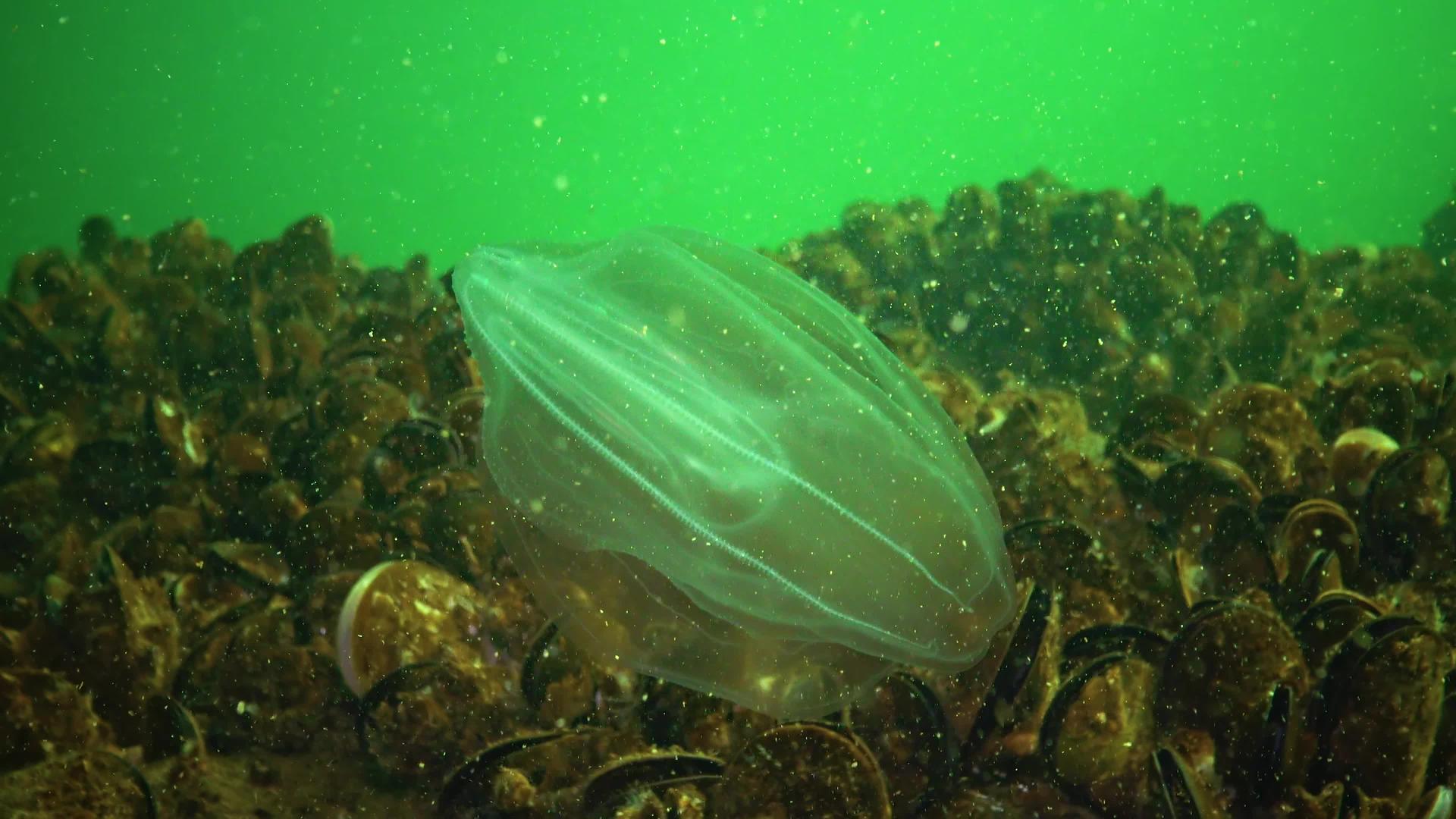 圆形梳状果冻或海核桃是一种深红色黑海鱼种视频的预览图