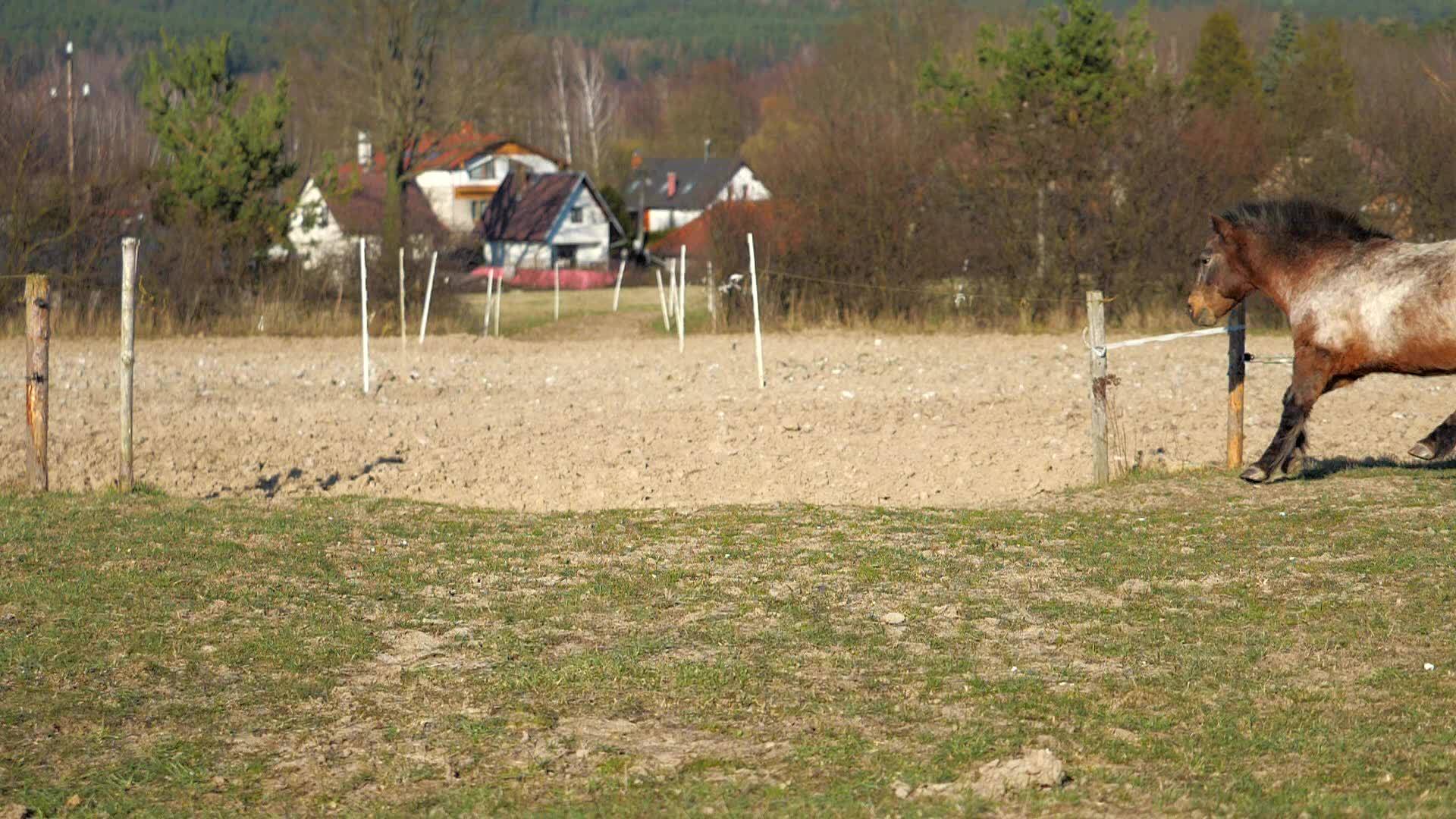一群棕色的马一匹白马和一匹斑驳的小马在灌木丛中视频的预览图