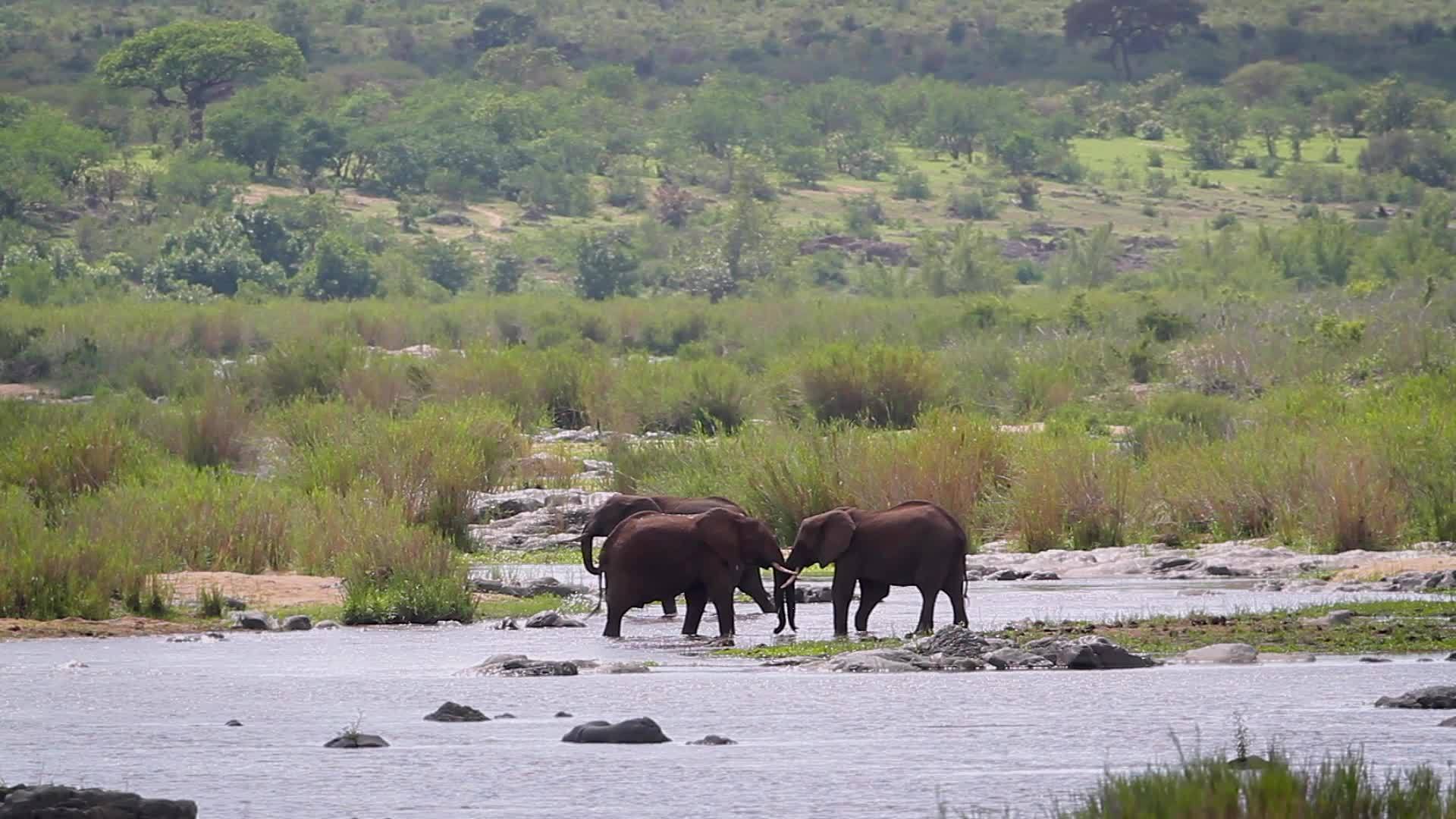 非洲南部Kruger国家公园非洲灌木大象视频的预览图