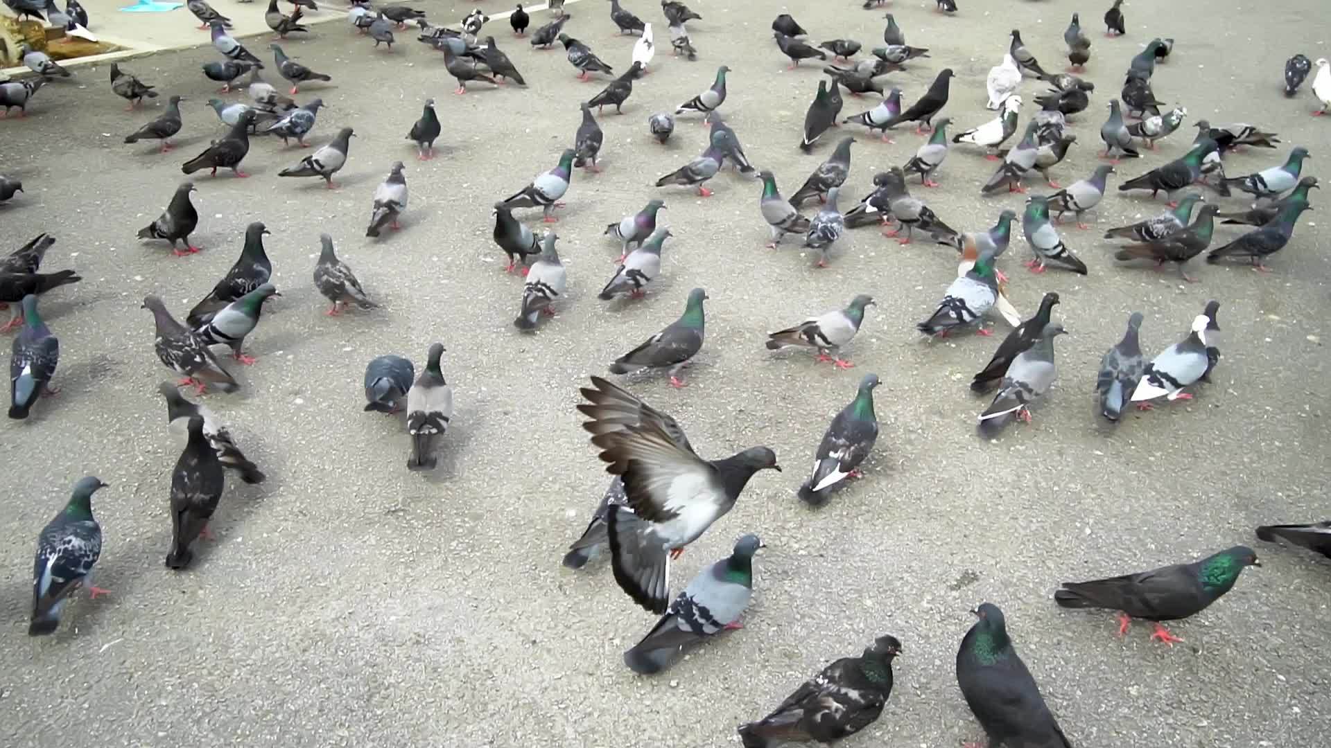 慢动作鸽子走路飞翔视频的预览图