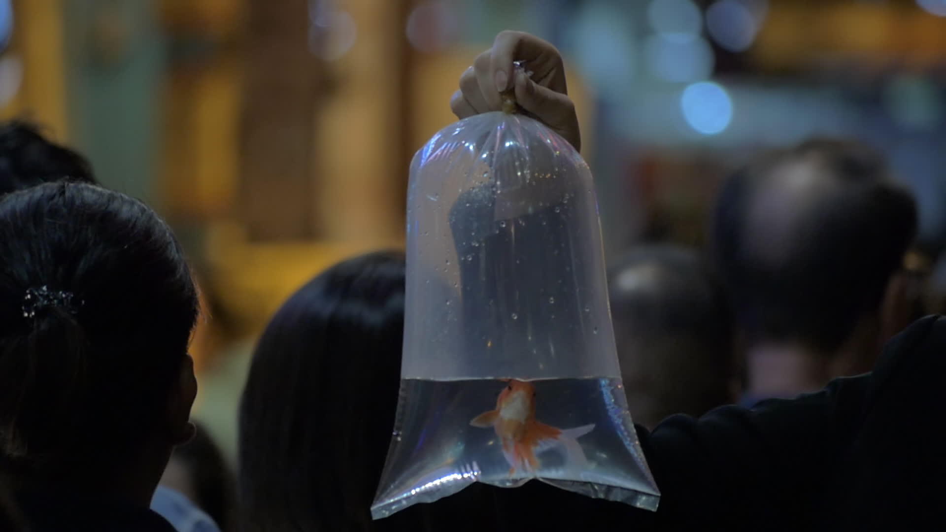 街道上的塑料袋装满了鱼视频的预览图