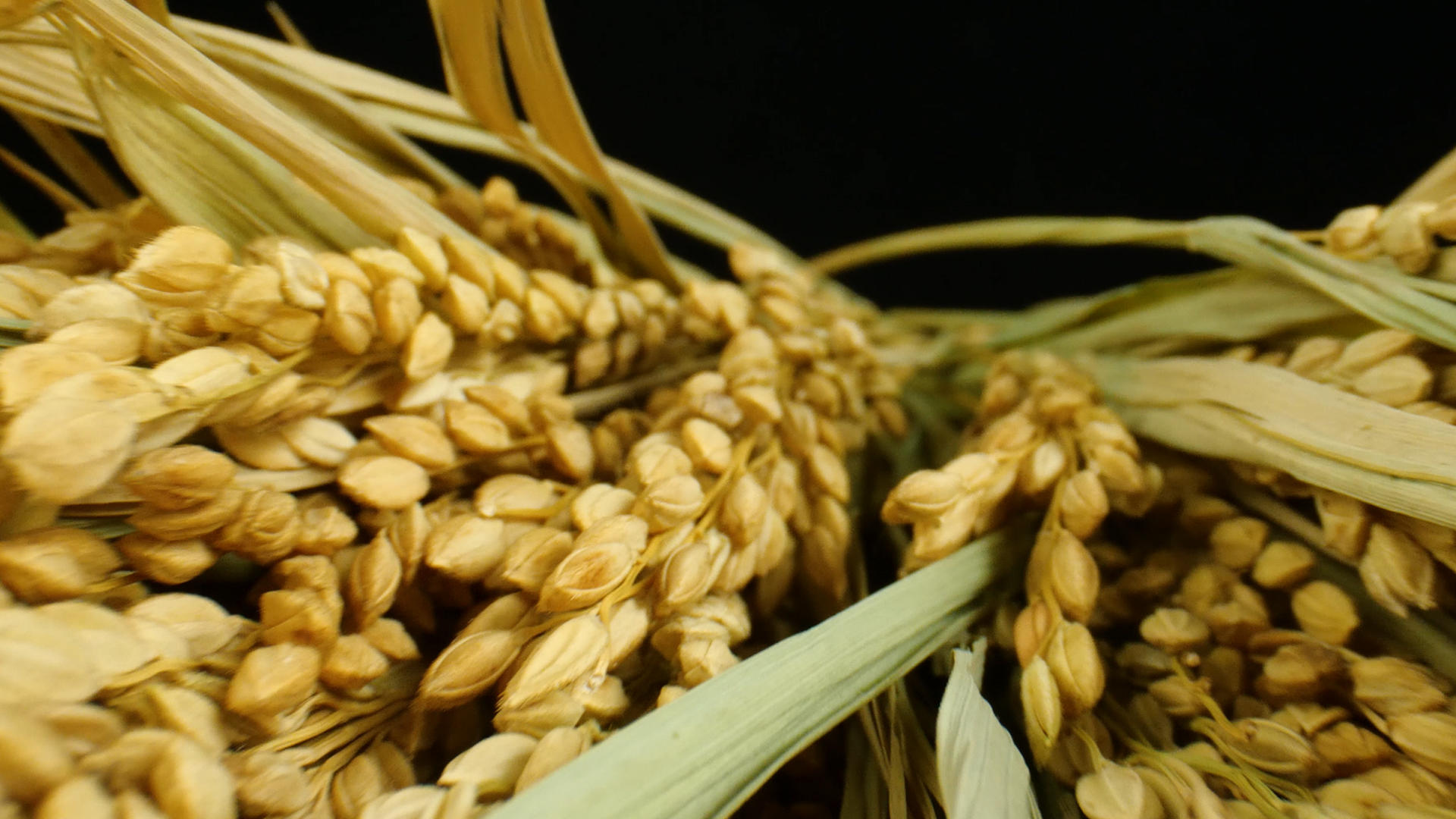 4k稻穗大米水稻粮食视频的预览图