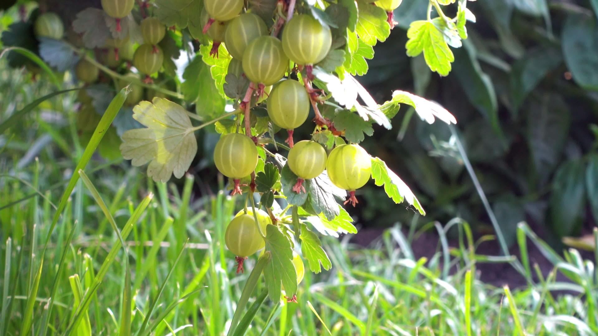 绿鹅莓树枝视频的预览图