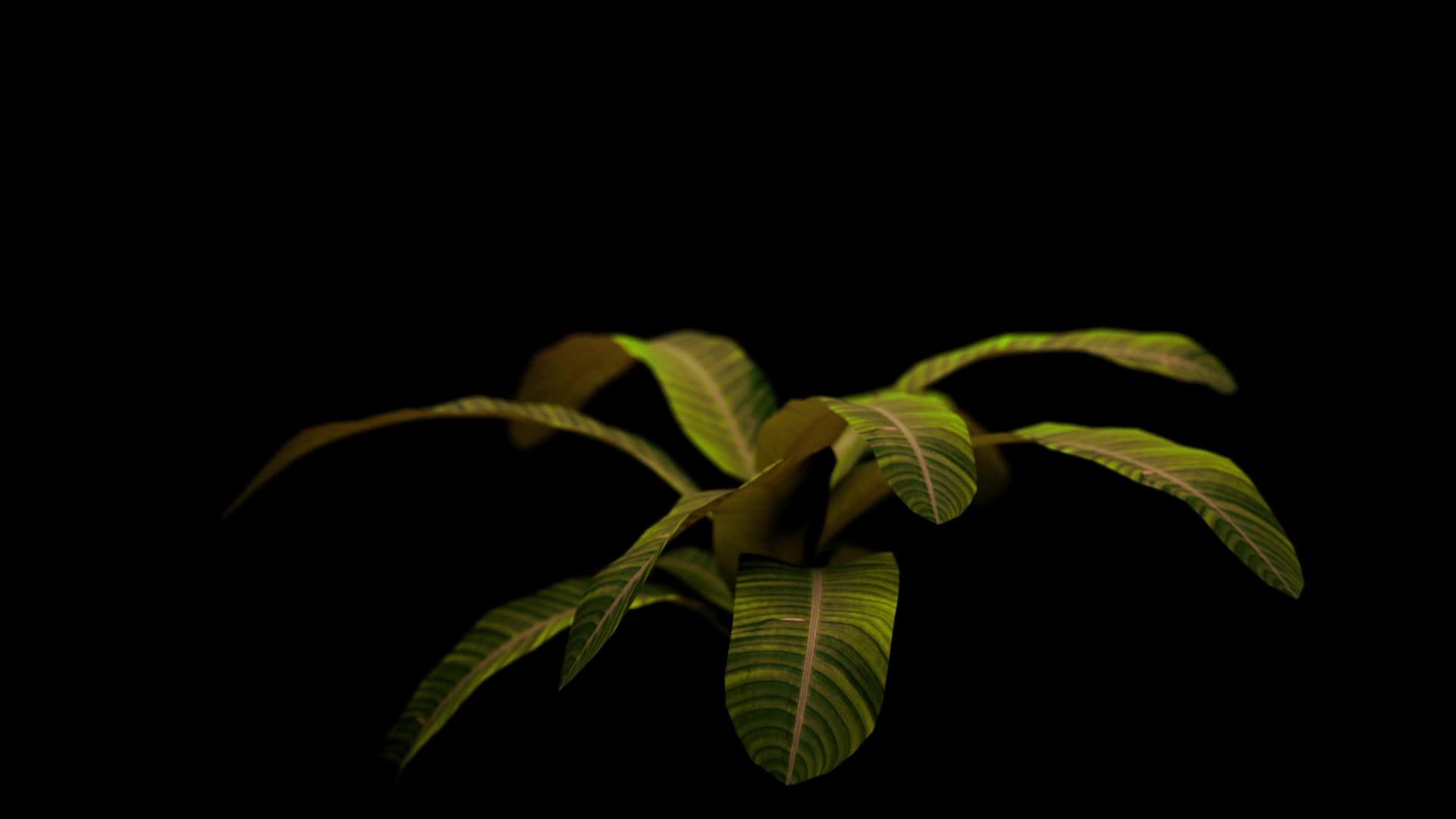 在黑色背景hd孤立的绿色植物旋转hd视频的预览图