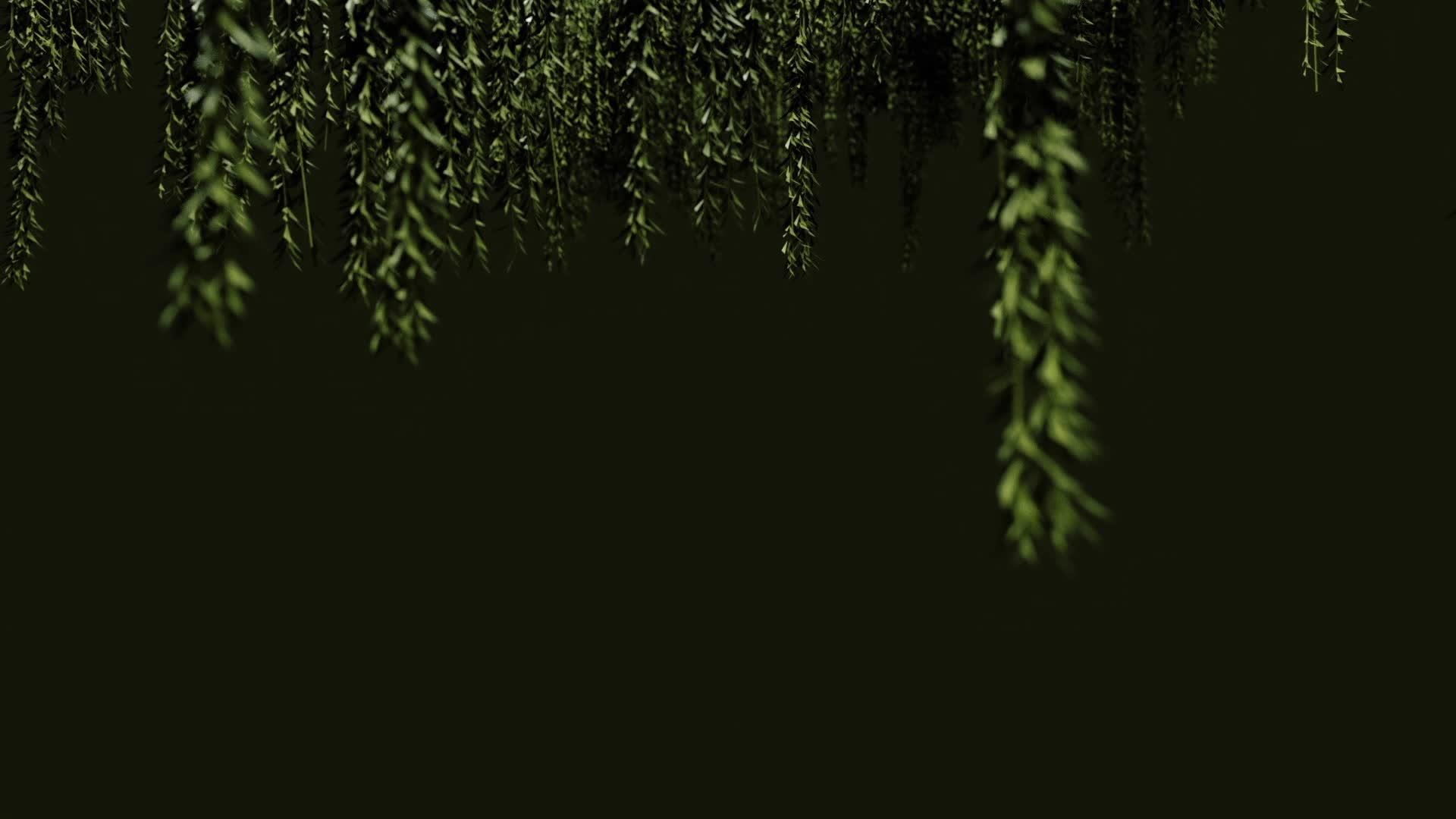 从顶部悬挂在黑色背景中hd绿色植物的旋转hd视频的预览图