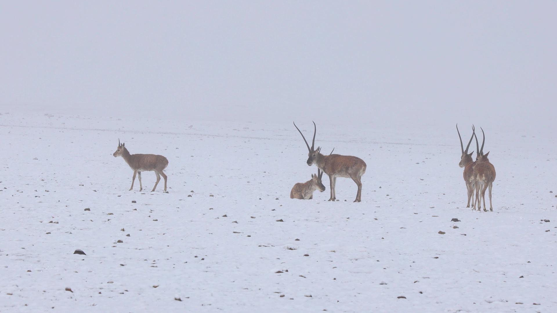 国家珍稀一级保护动物藏羚羊视频视频的预览图