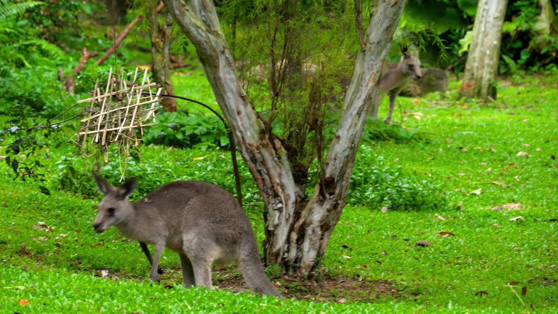 游乐园里的袋鼠吃草视频的预览图