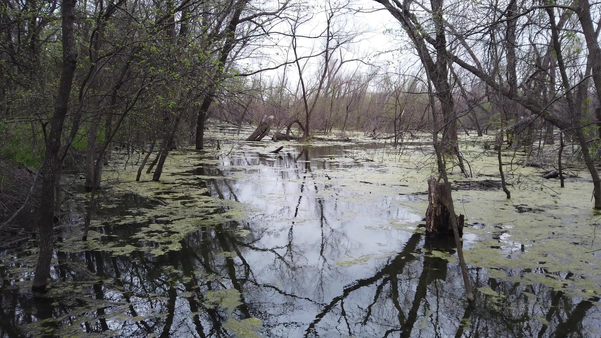 洪涝沼泽视频的预览图