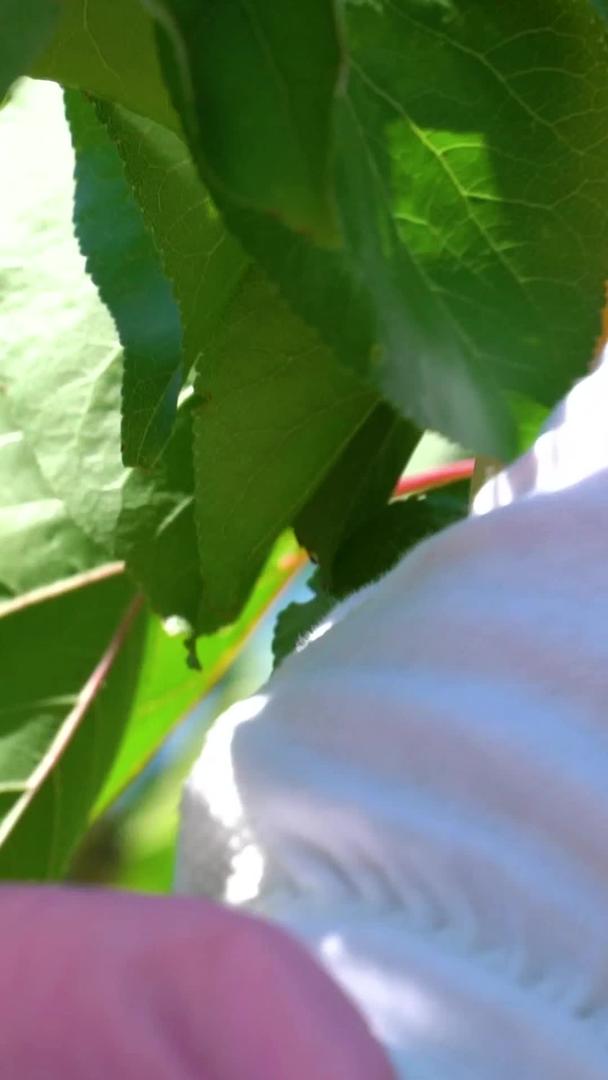 果农采摘杏子实拍视频的预览图