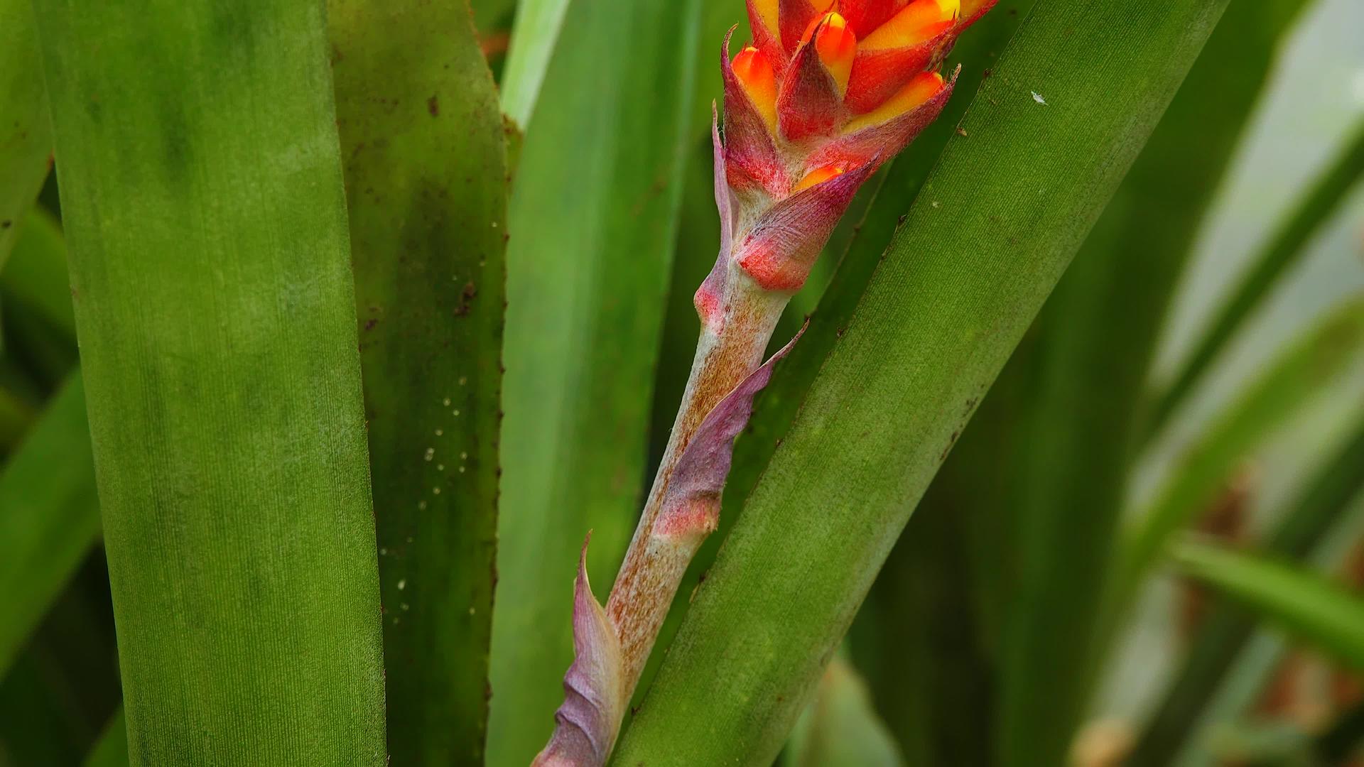 热带植物在温室里Aechmeasp红黄氟化物视频的预览图