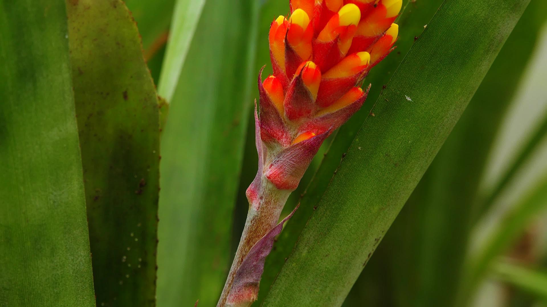 热带植物在温室里Aechmeasp红黄氟化物视频的预览图